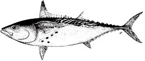 Euthynnus alletteratus_claves.jpg